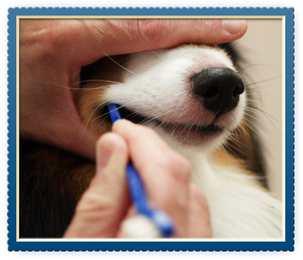 Home Dental Care for Pets